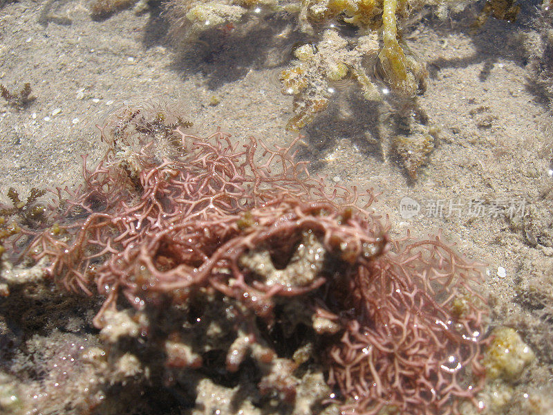 透明海水中的海藻