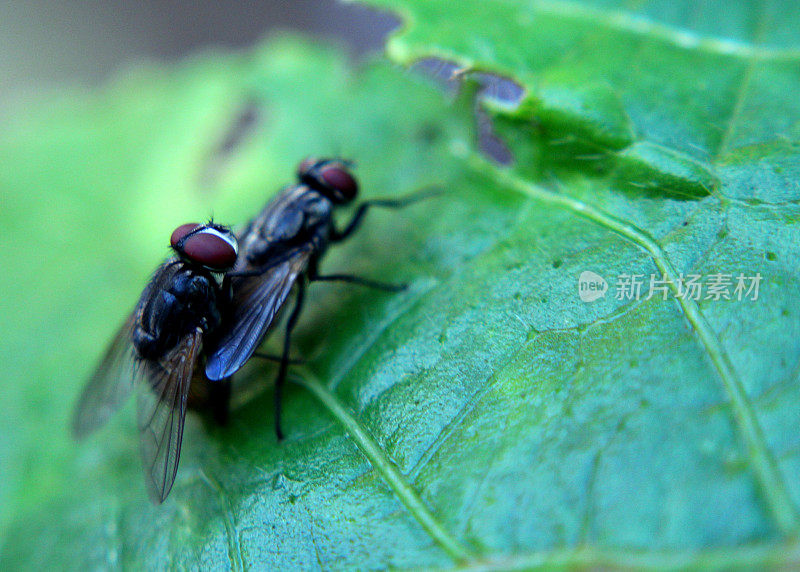 在斯里兰卡的一个家庭花园里，两只小家蝇在一片绿叶上交配的特写-宏观视图