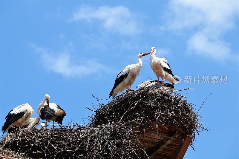 白鹳在巢中