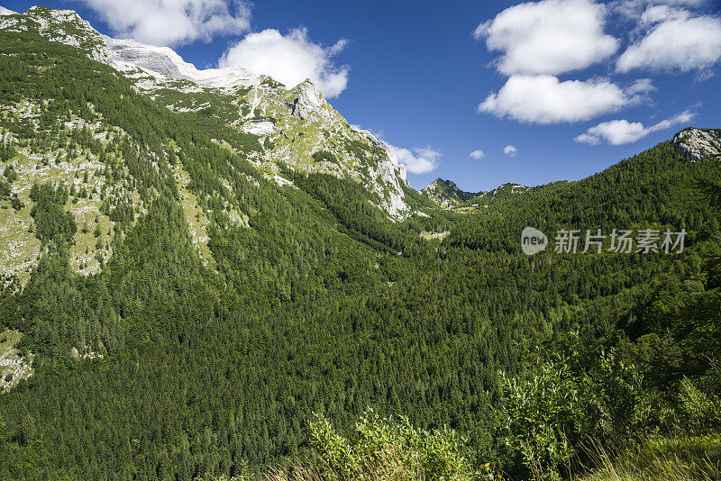 在蓝天下的朱利安阿尔卑斯山谷中有针叶树