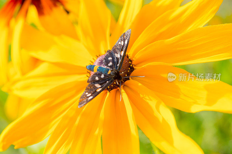 美丽的蝴蝶(虎草蛀虫)坐在五颜六色的花(紫锥菊悖论)上。近距离