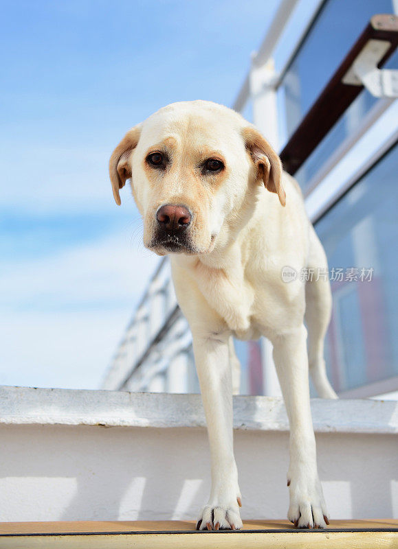 一条船上的拉布拉多寻回犬