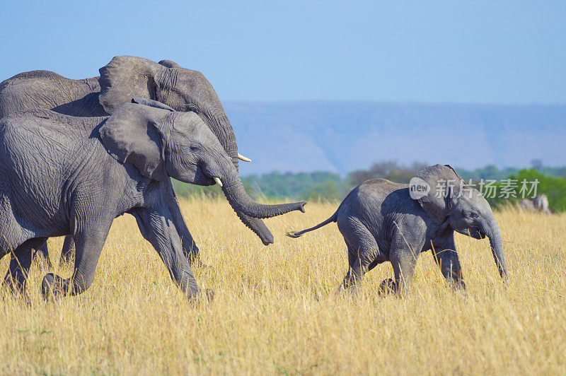 大象一家，妈妈，爸爸和小象。