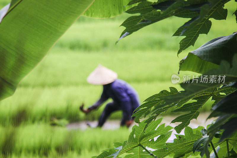 越南稻田里的稻农