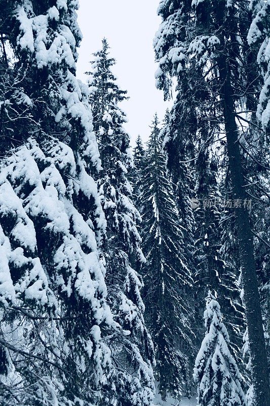 在欧洲阿尔卑斯山脉，冰雪覆盖的冬季景观和森林