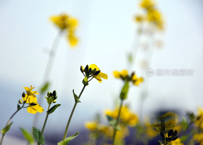 带芽的油菜花