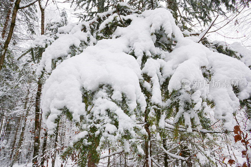 松树在冬天覆盖雪