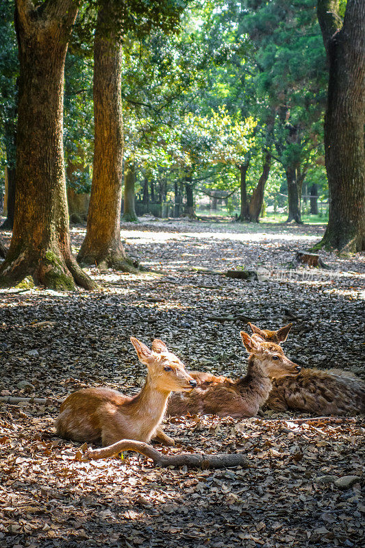 日本奈良公园森林的梅花鹿