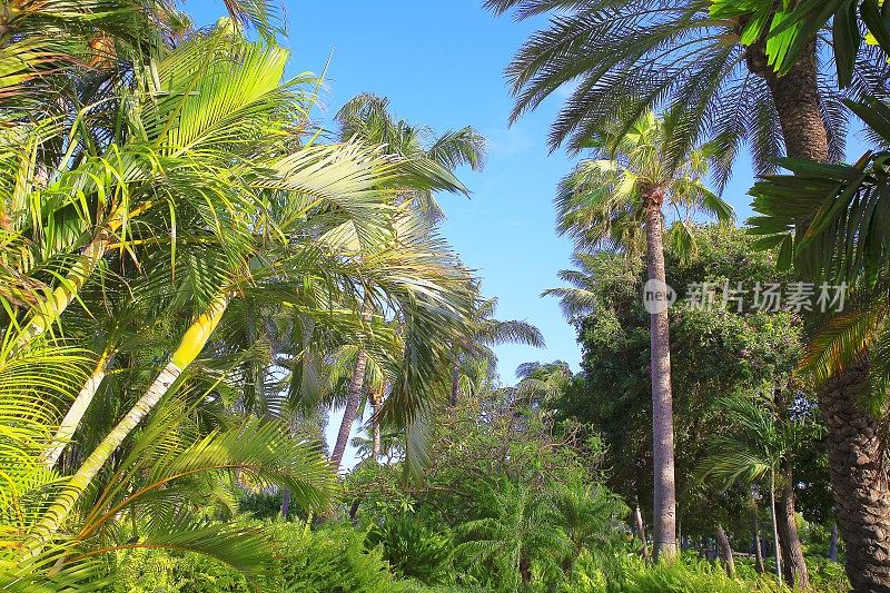波利尼西亚热带天堂放松，椰树树荫下的叶子-夏威夷群岛，美国