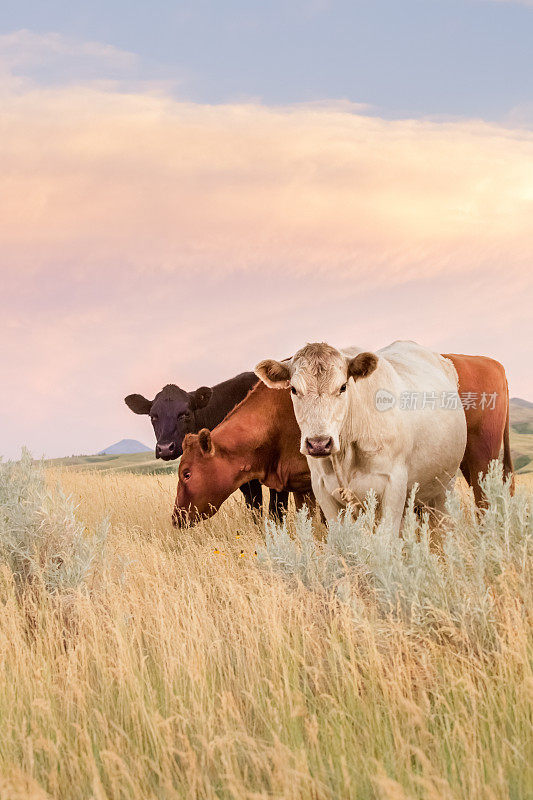 三头牛在蒙大拿大草原上吃着茂盛的草