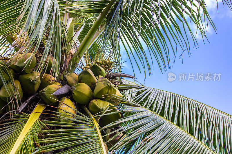 夏威夷棕榈树上的椰子