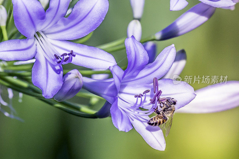 蜜蜂在享受非洲百合的花粉