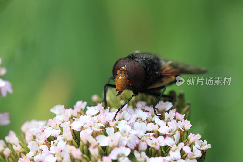 食蚜蝇宏