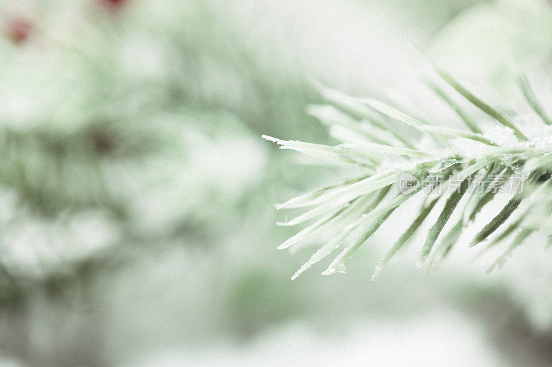 白雪覆盖的冷杉树