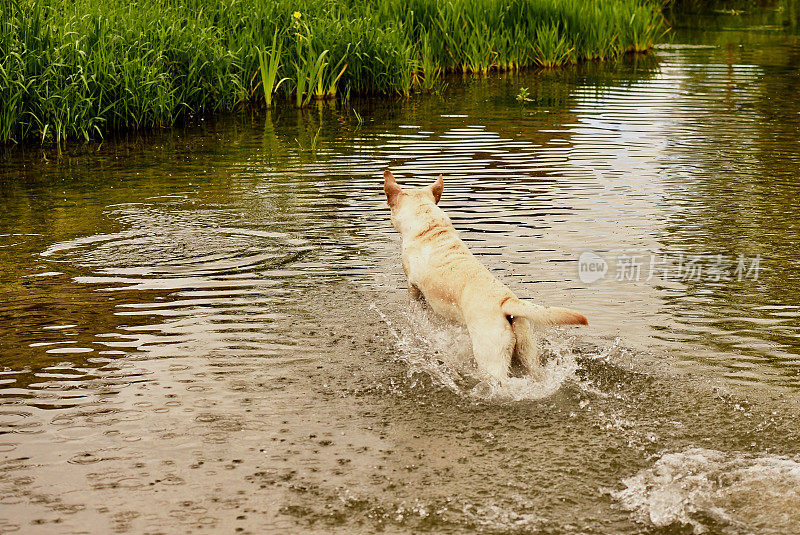 科茨沃尔德的拉布拉多寻回犬