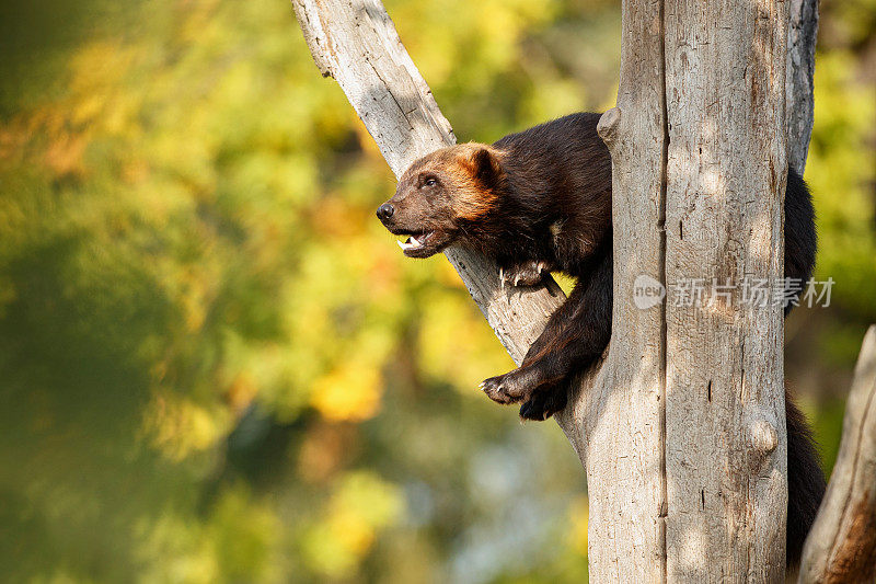 威严的狼獾挂在一棵树上前面的彩色背景