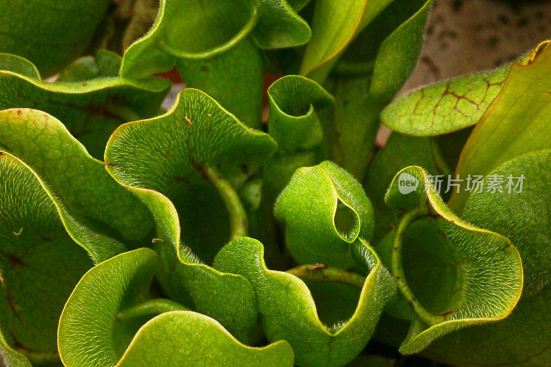 小号投手(Sarracenia)