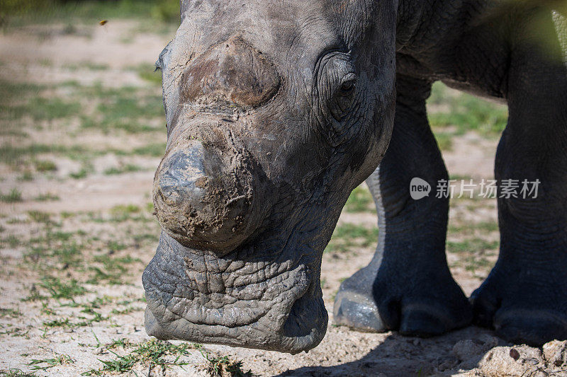 津巴布韦:南部白犀牛