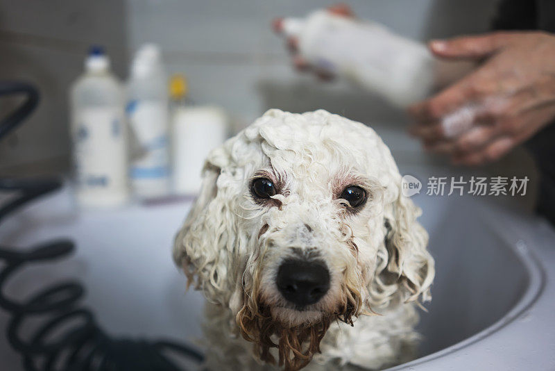 一只狗洗澡