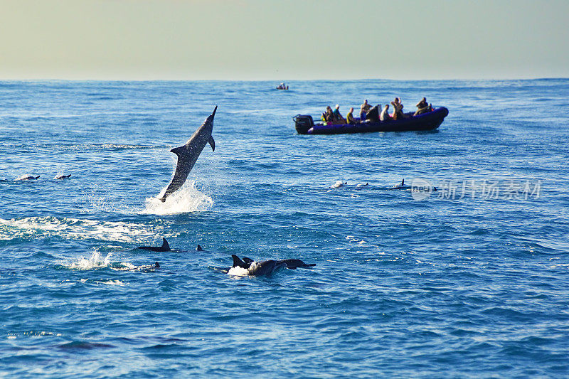 夏威夷考艾岛纳帕里海岸的旋转海豚群