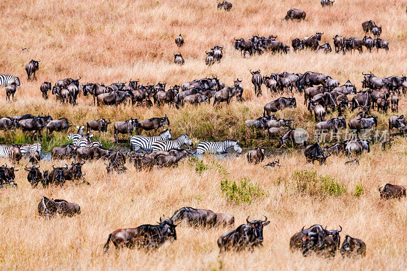 肯尼亚角马与斑马的大迁徙