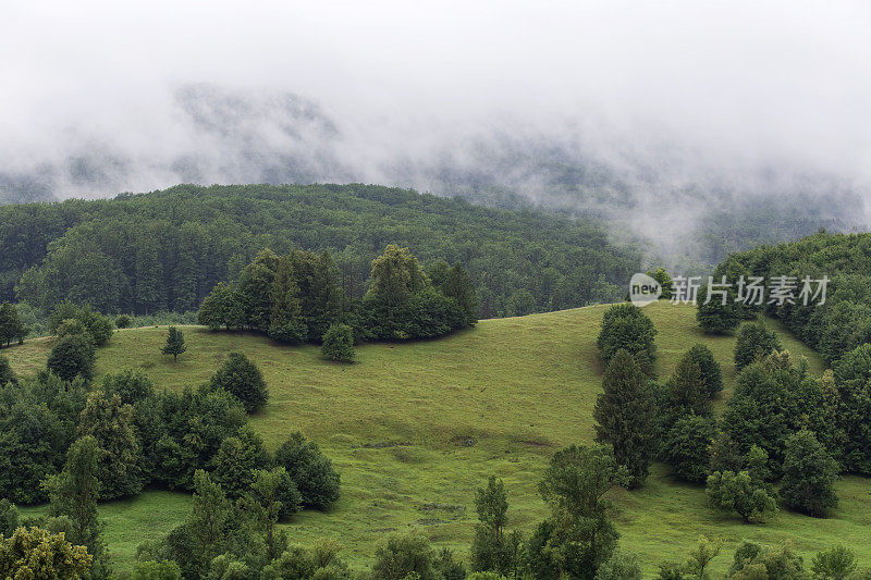 罗马尼亚大雾山中的森林