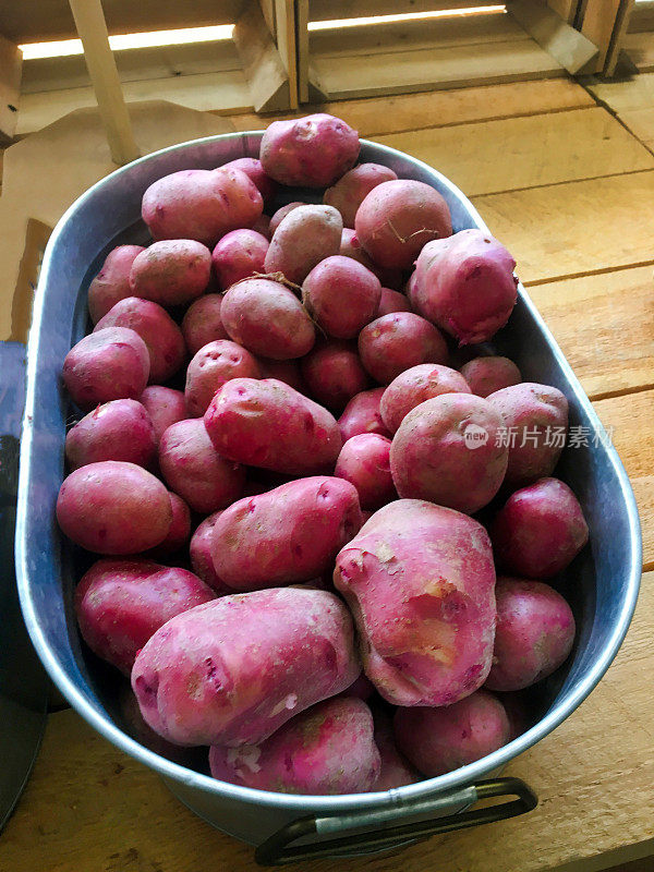 新红土豆