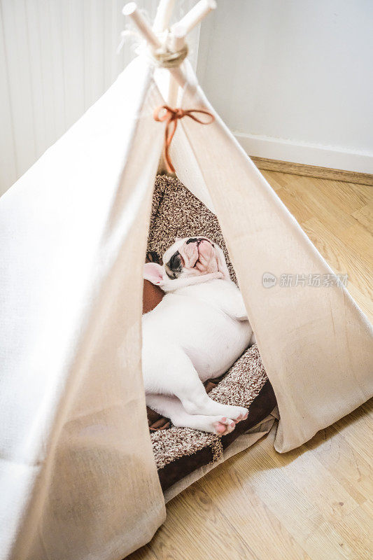 一只在帐篷里睡觉的法国斗牛犬