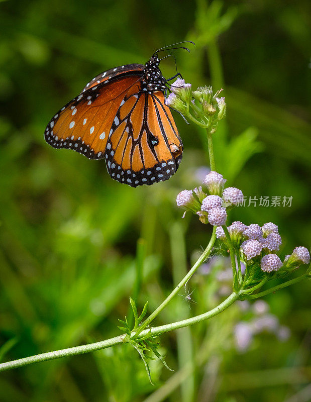 德克萨斯丘陵地区的蝴蝶