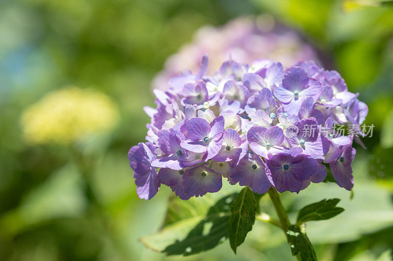 紫绣球花花