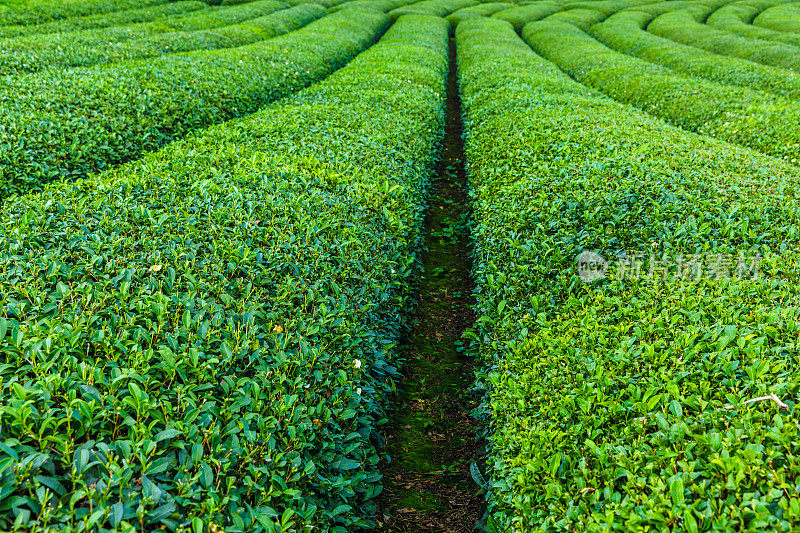 茶园景观，Rize，土耳其