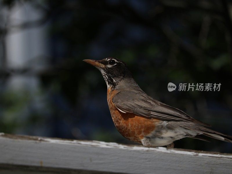 罗宾栖息在篱笆栏杆上