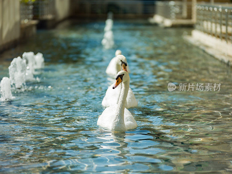 白天鹅在池中游水，宛如宫殿池的水景