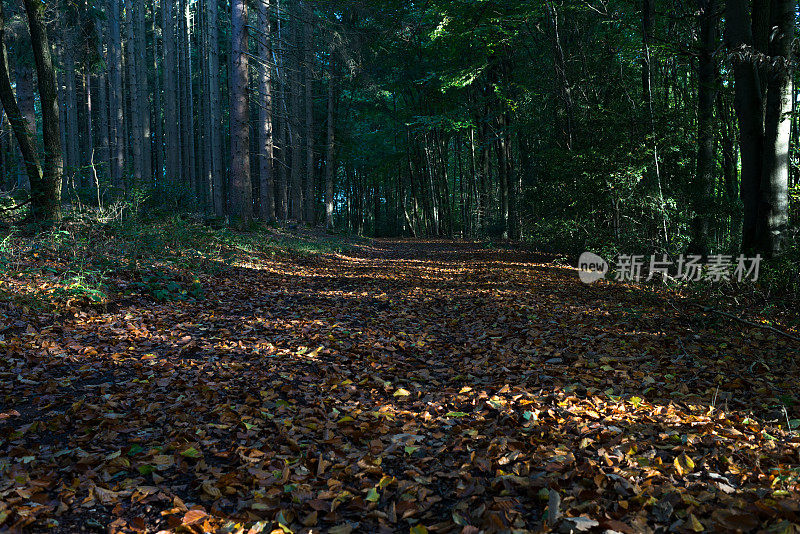 秋天的树叶在森林里的Siegsteig徒步旅行的路径附近Eitorf