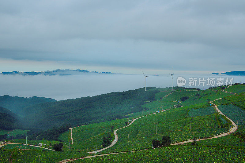 白菜田的早晨