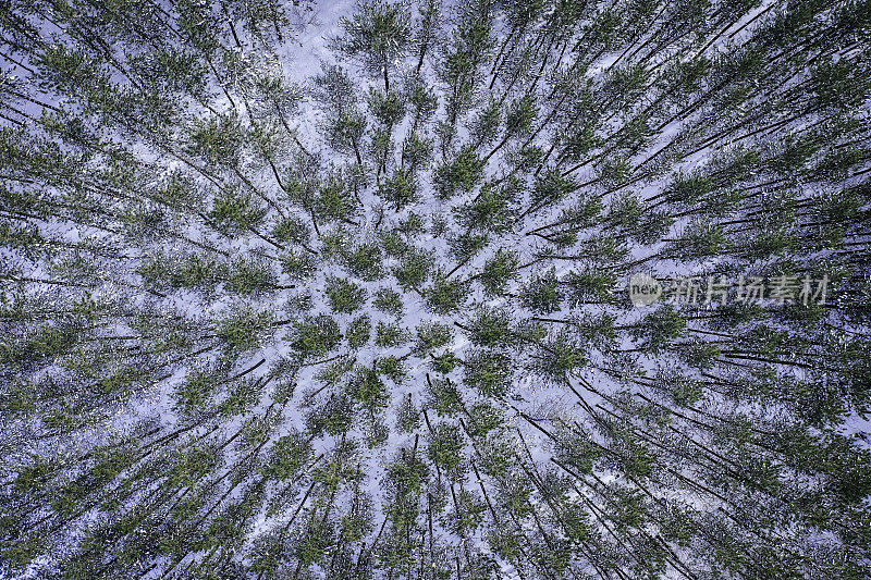 鸟瞰图松树森林在冬季后的暴风雪，魁北克，加拿大