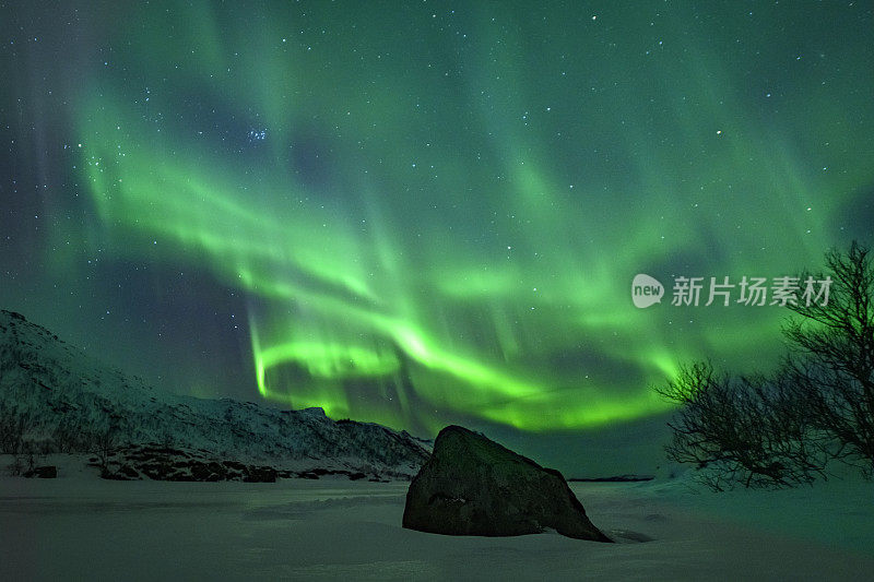 挪威罗浮敦群岛的北极光或北极光。冬季白雪皑皑，星空下的北极光