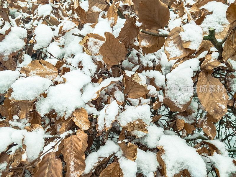 秋叶带着雪花细落在地上，