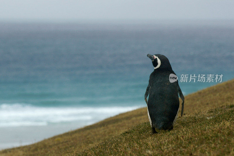 麦哲伦企鹅在一个阳光明媚的日子上岸