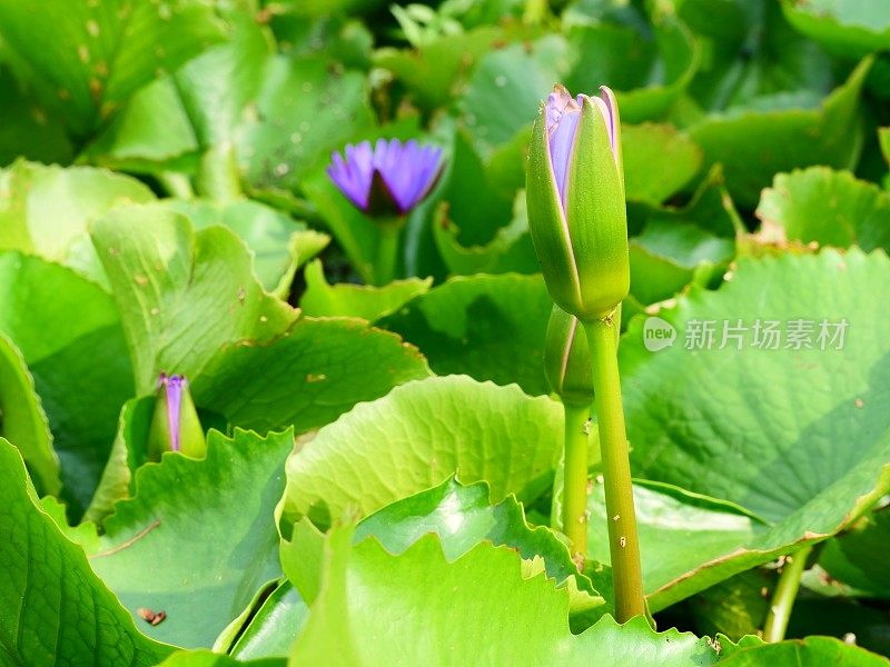 特写莲花