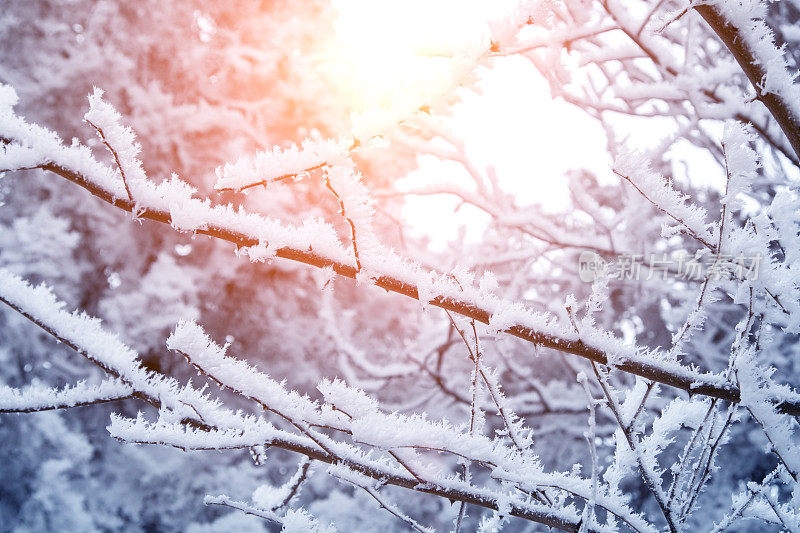 近距离白雪覆盖的树枝。霜,暴雪,暴风雪。阳光在日落时分
