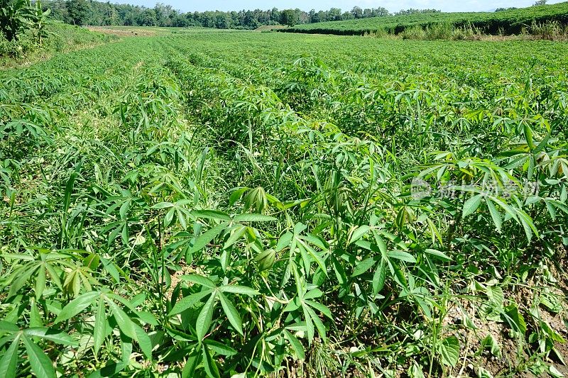 木薯种植农场