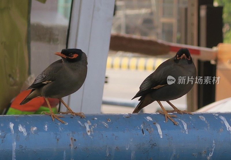 德里收费站附近，眼睛后面裸露着砖红色皮肤的八哥坐在金属输水管道上，管道上有肮脏的鸟粪，