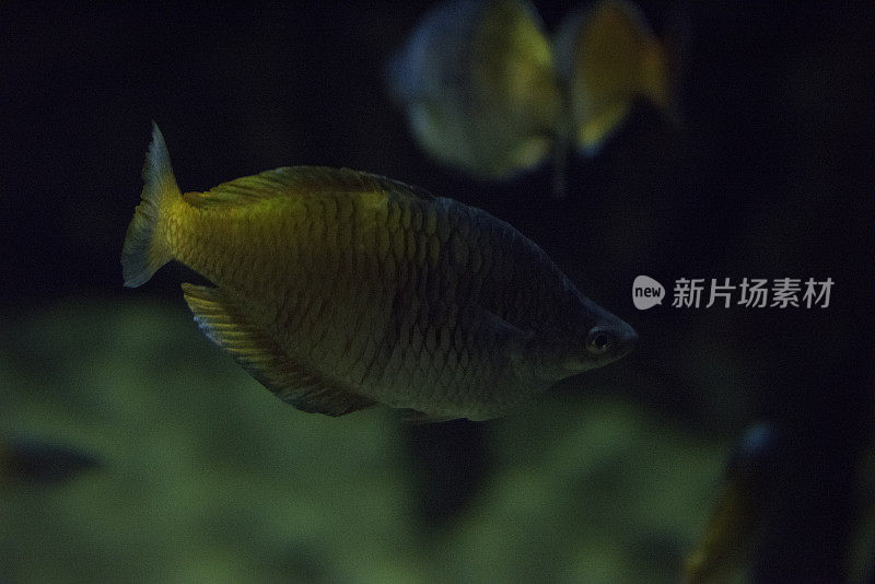 Boeseman的rainbowfish