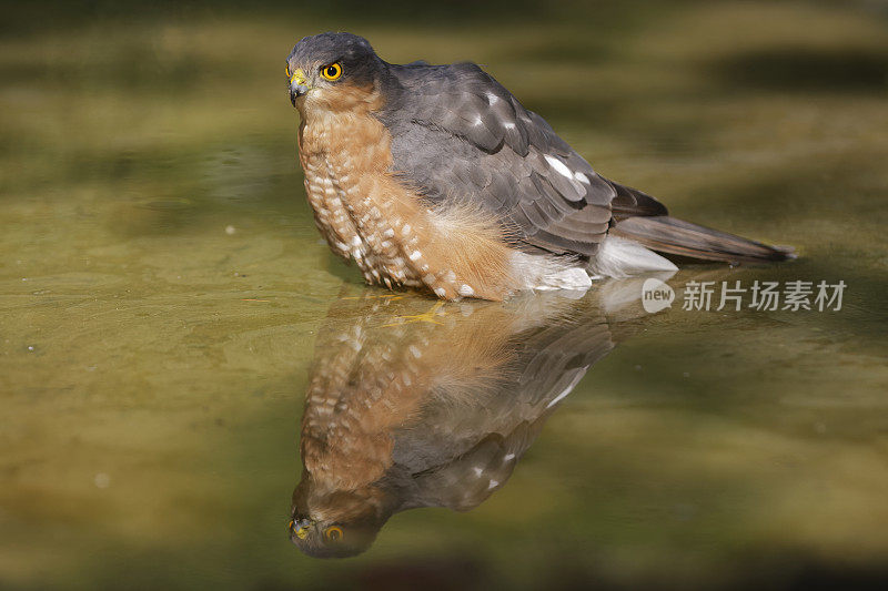 水中雄性雀鹰(鹰)