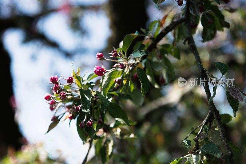 美丽的花朵苹果树的树枝在春天的风中摇摆。