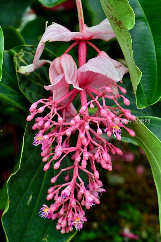 伟大的Medinilla