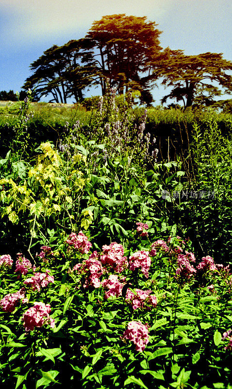 郁郁葱葱的英国别墅夏季花园-拍摄的电影