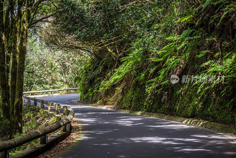 蜿蜒的道路穿过阿纳加的天然森林隧道