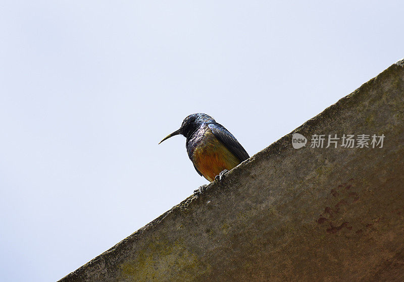 太阳鸟卢旺达